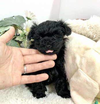 トイプードル×ヨークシャーテリア【愛知県・男の子・2021年1月2日・ブラック】の写真「2/22現在610g❣️コロコロの、男の子🐶」