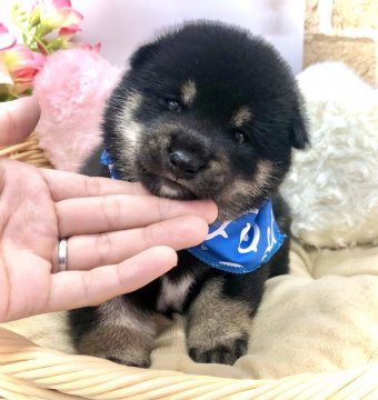 柴犬(豆柴)【愛知県・男の子・2021年8月7日・黒】の写真「母→豆柴☆  父→豆柴認定犬☆」