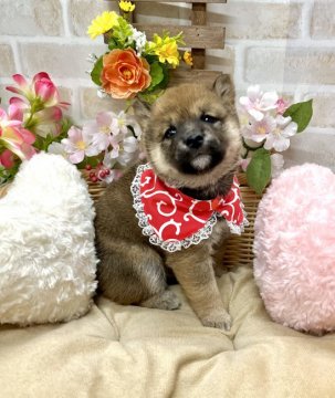 柴犬(豆柴)【愛知県・女の子・2022年1月22日・赤】の写真「ママは豆柴☆パパは豆柴認定犬☆眼力バッチリな女の子」