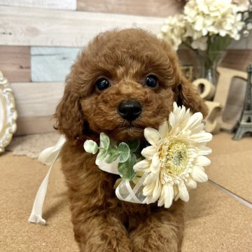 トイプードル(トイ)【愛知県・女の子・2024年3月2日・レッド】の写真「おっとり？マイペース？the姫です☆」