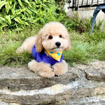 トイプードル(トイ)【愛知県・男の子・2023年6月29日・クリーム】の写真「初心者向き☆覚えがとにかく早くてめちゃくちゃ賢い子」