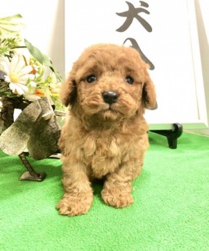 トイプードル(トイ)【愛知県・男の子・2021年1月21日・アプリコット】の写真「両親遺伝子検査3項目クリア♡検診ワクチン済♡」