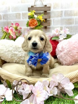 ミニチュアダックスフンド(ロング)【愛知県・男の子・2022年1月8日・イエロー(旧クリーム)】の写真「タレ目くん両親PRA検査クリア☆パパはカニンヘン☆」