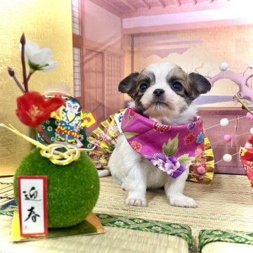 チワワ(ロング)【愛知県・男の子・2023年11月18日・ホワイト&レッド】の写真「おめめキラキラウルウル🤩可愛い男の子☆」