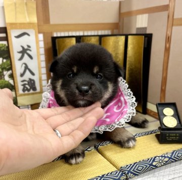柴犬(豆柴)【愛知県・女の子・2022年6月18日・黒】の写真「小ぶりで可愛い女の子☆可愛らしいマロ娘☆」