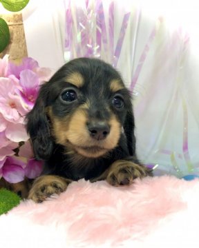 ミニチュアダックスフンド(ロング)【愛知県・女の子・2021年4月11日・ブラックイエロー】の写真「募集期間…5/30までです🙇‍♀️」