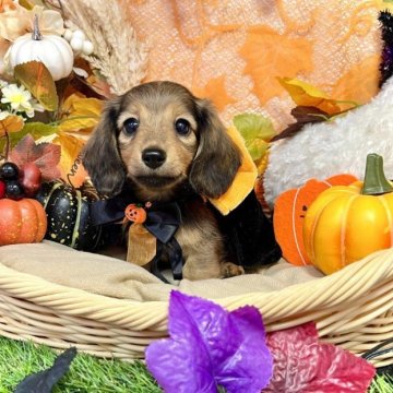 ミニチュアダックスフンド(ロング)【愛知県・男の子・2023年7月15日・レッド、シェーデッドレッド】の写真「パパはカニンヘン☆おめめクリクリの可愛い男の子☆」