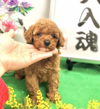 トイプードル(トイ)【愛知県・女の子・2021年1月21日・アプリコット】の写真「両親遺伝子検査3項目クリア♡ワクチン検診済♡」