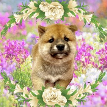 柴犬(標準サイズ)【愛知県・女の子・2023年5月5日・赤】の写真「今だけのわがままボディ☆将来は美少女に☆」