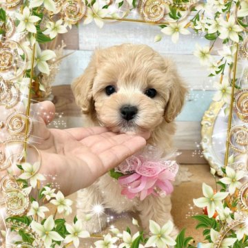 マルプー(マルチーズ×トイプードル)【愛知県・女の子・2024年7月27日・クリーム】の写真「一人っ子のマイペースな女の子☆優しいママが子育て中」