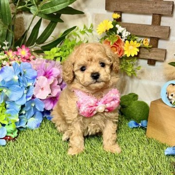 トイプードル(タイニー)【愛知県・女の子・2023年4月2日・アプリコット】の写真「小さくて可愛い〜女の子☆モフモフ毛量抜群です☆」