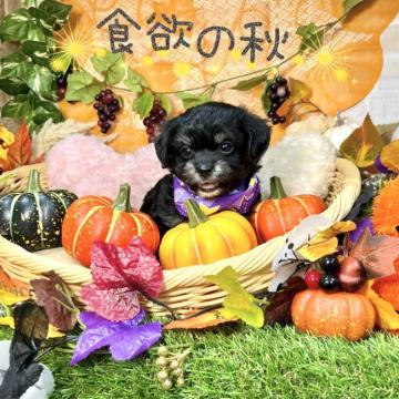 ミックス(チワワ×トイプードル)【愛知県・男の子・2022年8月13日・ブラックタン】の写真「恥ずかしがり屋さん☆それがまた可愛い(*^^*)」