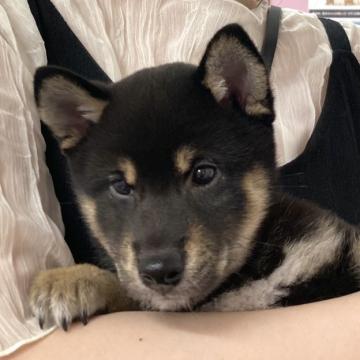 柴犬(豆柴)【愛知県・男の子・2022年5月18日・黒】の写真「ママは豆柴☆パパは豆柴認定犬☆」