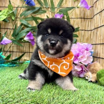 柴犬(豆柴)【愛知県・男の子・2022年6月10日・黒】の写真「丸顔くん☆毛量抜群☆両親豆柴認定犬☆」