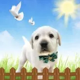 ラブラドールレトリバー【愛知県・男の子・2024年4月8日・イエロー】の写真1