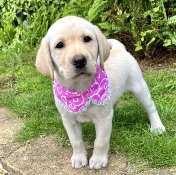 ID：2205-00707の子犬