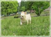 チワワ(ロング)【・男の子・2012年6月15日・クリーム】