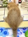 豆柴【愛知県・女の子・2021年7月29日・赤】の写真3「8/29撮影」