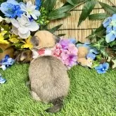 チワワ(ロング)【愛知県・女の子・2024年6月3日・フォーン】の写真3