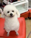 トイプードル【・男の子・2019年8月18日・ホワイト】
