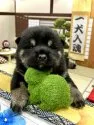 豆柴【愛知県・男の子・2021年11月20日・黒】の写真4