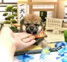 豆柴【愛知県・女の子・2021年7月17日・赤】の写真5「8/19撮影」