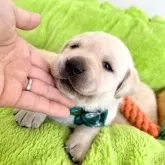 ラブラドールレトリバー【愛知県・男の子・2024年4月8日・イエロー】の写真5