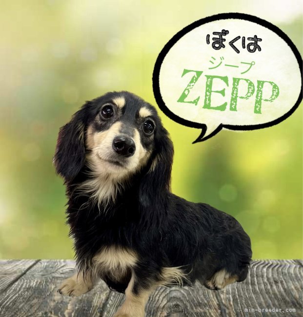 ミニチュアダックスフンド(ロング)【・男の子・2021年4月11日・ブラックイエロー】