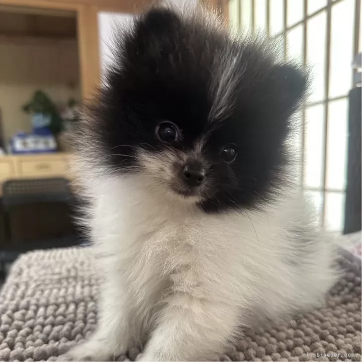 ID：2505-07190の子犬
