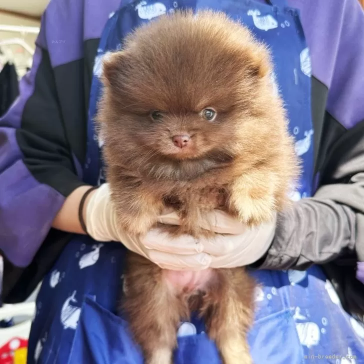 ID：2502-07052の子犬