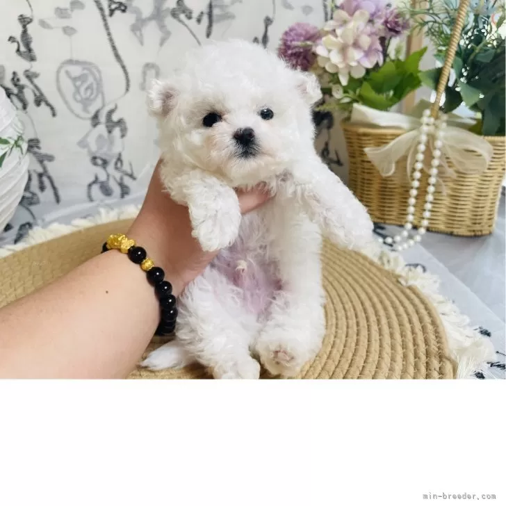 ID:2504-02292の子犬