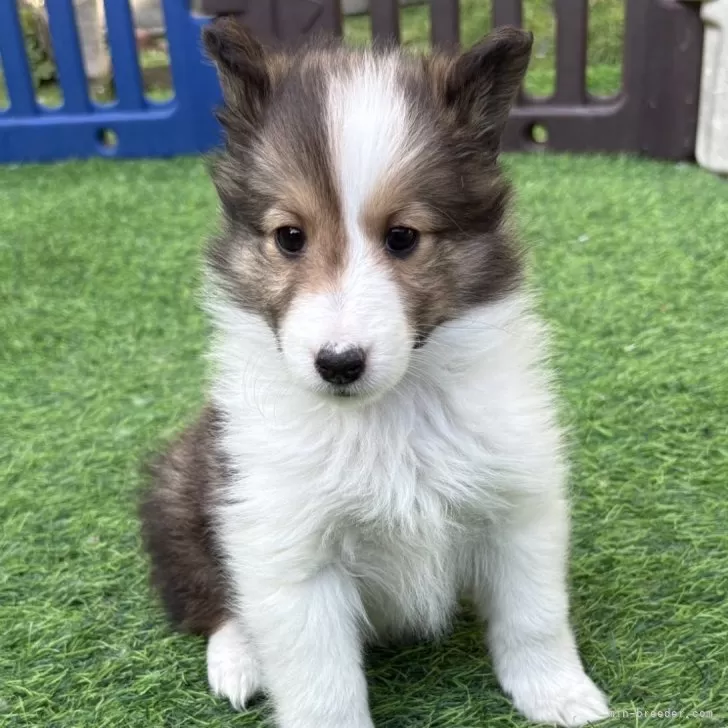 ID：2503-04774の子犬