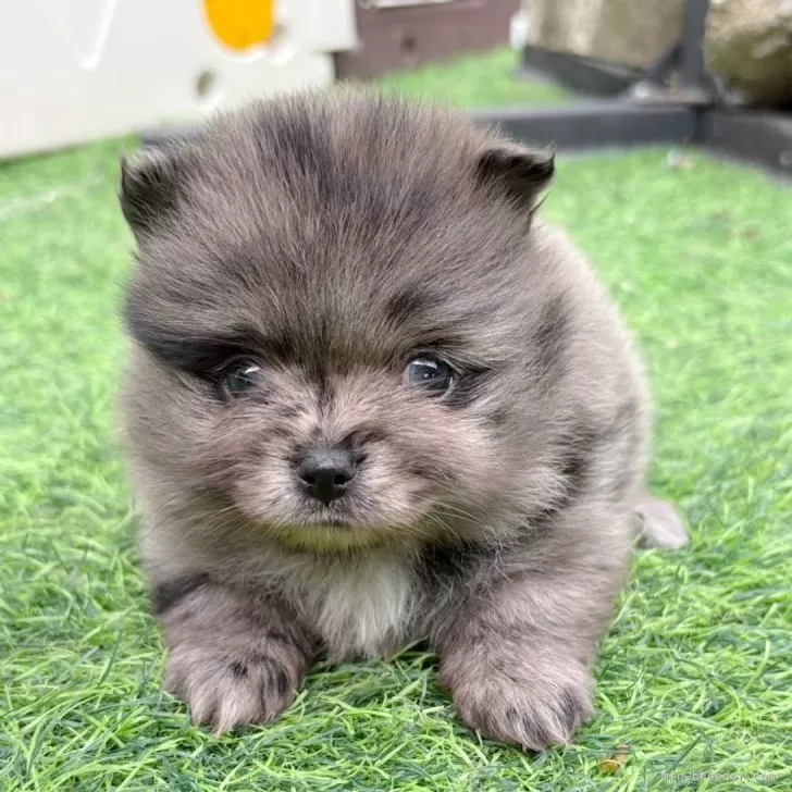 A.O 様のお迎えした子犬