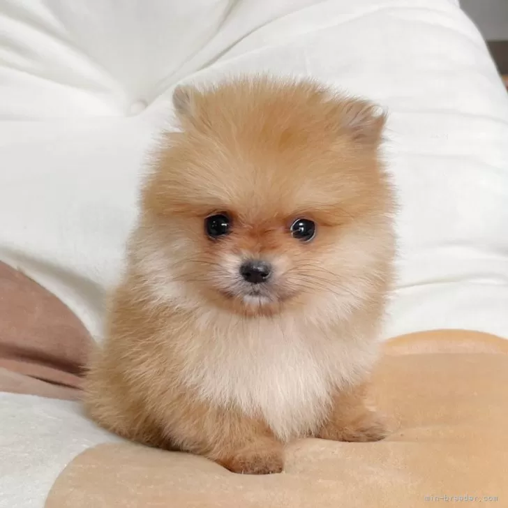 ID：2503-00287の子犬