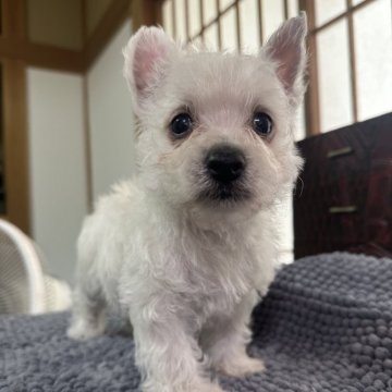ウエストハイランドホワイトテリア【神奈川県・女の子・2025年5月13日・白】の写真「ビネンタの子」