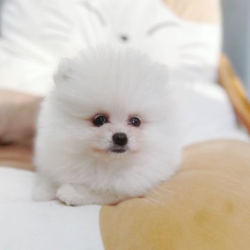 ポメラニアン【神奈川県・女の子・2024年10月11日・白】の写真「しょしょの子」