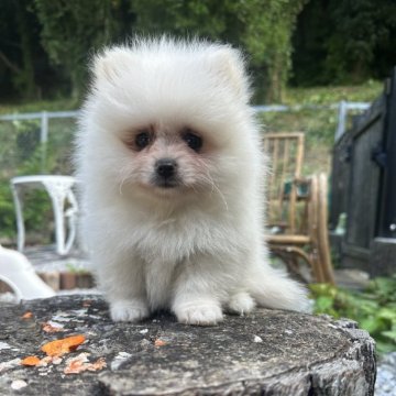 ポメラニアン【神奈川県・男の子・2025年5月9日・白】の写真「じょじょの子」