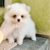 ポメラニアン