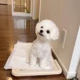 ビションフリーゼ