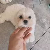 マルチーズ