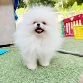ポメラニアン