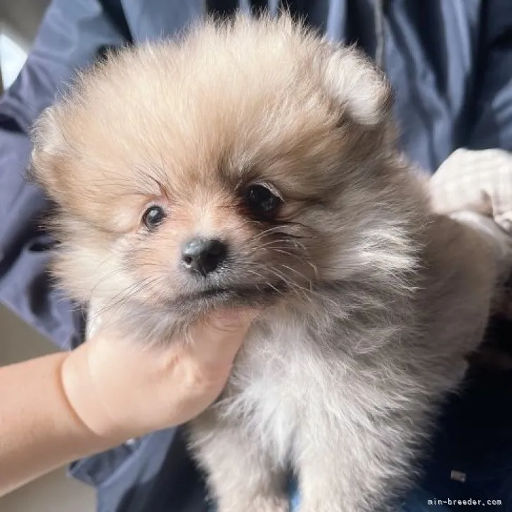ID：2301-02451の子犬