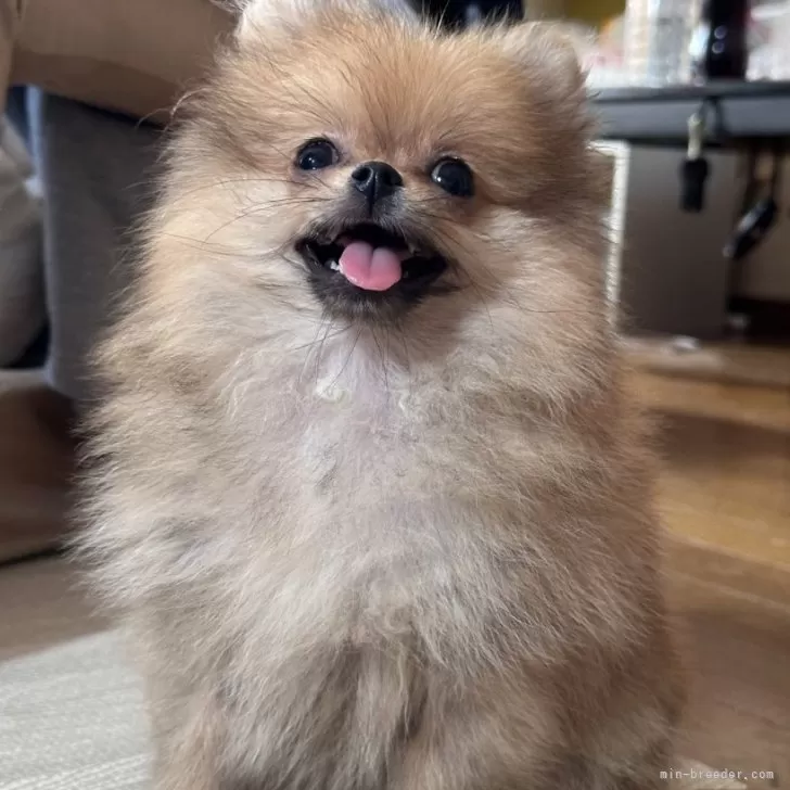 ID:2405-07219の子犬