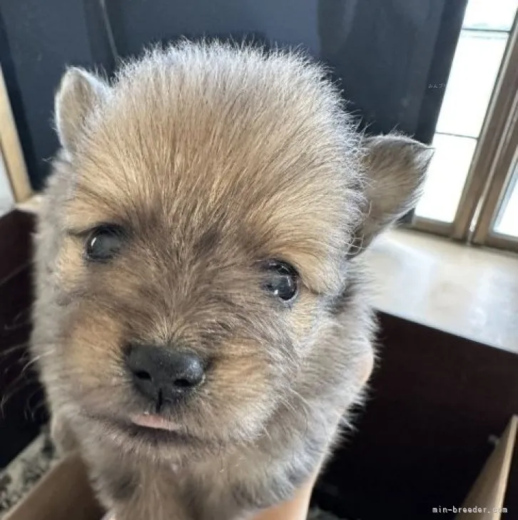 ID:2309-02808の子犬