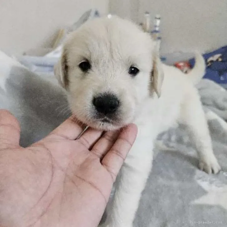 ID：2310-03891の子犬