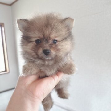 ポメラニアン【神奈川県・女の子・2023年8月15日・オレンジセーブル】の写真「ポメラニアン6兄妹」