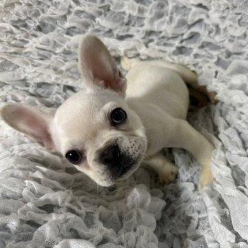 フレンチブルドッグ【神奈川県・男の子・2023年3月3日・クリーム】の写真「訳ありワンちゃんキャンセルされたため再開しました」