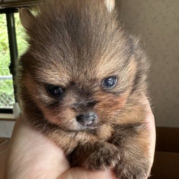 ポメラニアン【神奈川県・女の子・2024年6月22日・オレンジ】の写真「ティカップポメ成犬1.5キロ予想」
