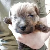 ノーフォークテリア