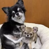 チワワ(ロング)【群馬県・女の子・2024年10月13日・レッド】の写真13「ママと一緒にね❤️」